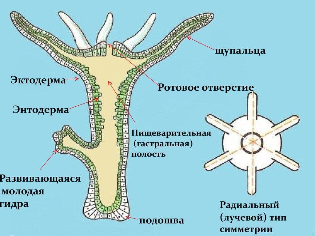 Мега даркнет телеграмм